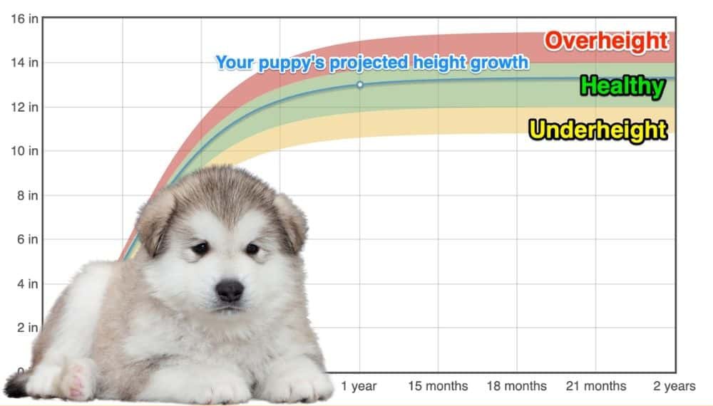 Alaskan Malamute Height+Growth Chart How Tall Will My Alaskan